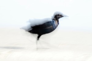 not of birds