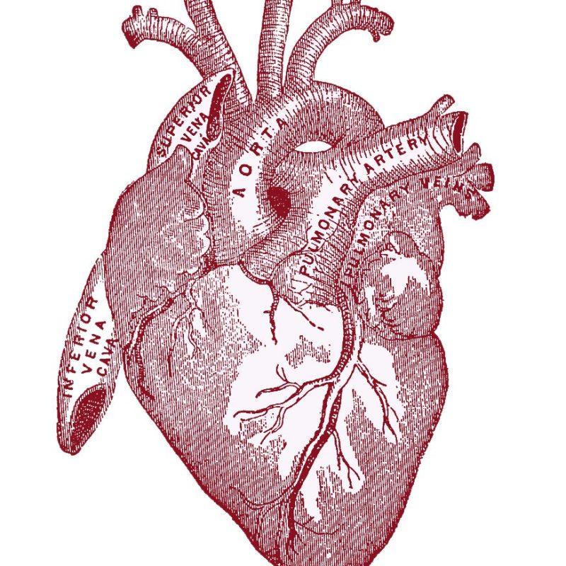 red ink anatomical heart